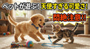 【ストーリー】 ペット動画コンテンツ